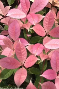 Noble Lady Tea Olive - 7 Gallon Pot (2-3')