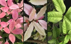 Noble Lady Tea Olive - 7 Gallon Pot (2-3') -Blossom Grove Store osmanthus fragrans quinnan guifei noble lady tea olive 4