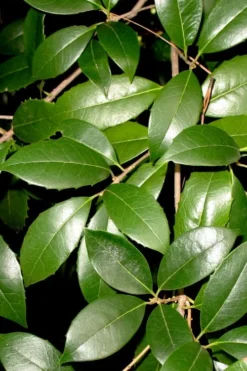 Fruitland's Fortune Tea Olive Single Trunk Tree - 7 Gallon Pot (4-5') -Blossom Grove Store osmanthus fruitlands fortune tea olive 1