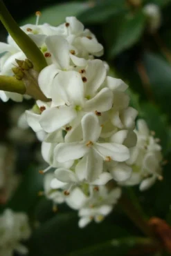 Fruitland's Fortune Tea Olive Single Trunk Tree - 7 Gallon Pot (4-5') -Blossom Grove Store osmanthus fruitlands fortune tea olive 3