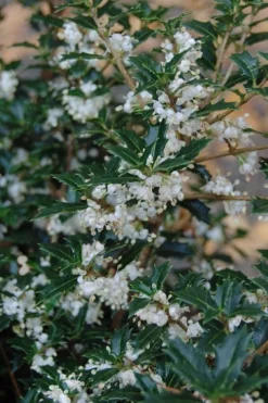 Party Princess 'Kaori Hime' Fragrant Tea Olive - 1 Gallon Pot