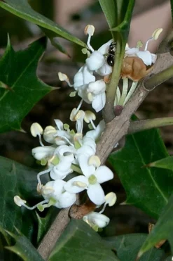 Purple Leaf Tea Olive (Osmanthus Heterophyllus 'Purpurea') - 2 Gallon Pot -Blossom Grove Store osmanthus heterophyllus purpurea purple leaf tea olive 8