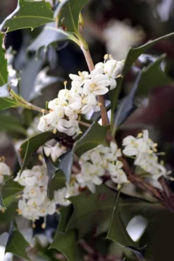 Purple Leaf Tea Olive (Osmanthus Heterophyllus 'Purpurea') - 2 Gallon Pot -Blossom Grove Store osmanthus heterophyllus purpurea purple leaf tea olive 9