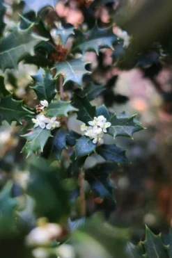 Party Princess 'Kaori Hime' Fragrant Tea Olive - 1 Gallon Pot -Blossom Grove Store osmanthus kaori hime party princess tea olive 1