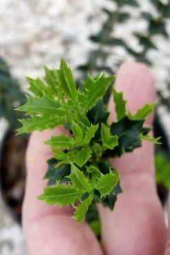 Party Princess 'Kaori Hime' Fragrant Tea Olive - 1 Gallon Pot -Blossom Grove Store osmanthus kaori hime party princess tea olive 2