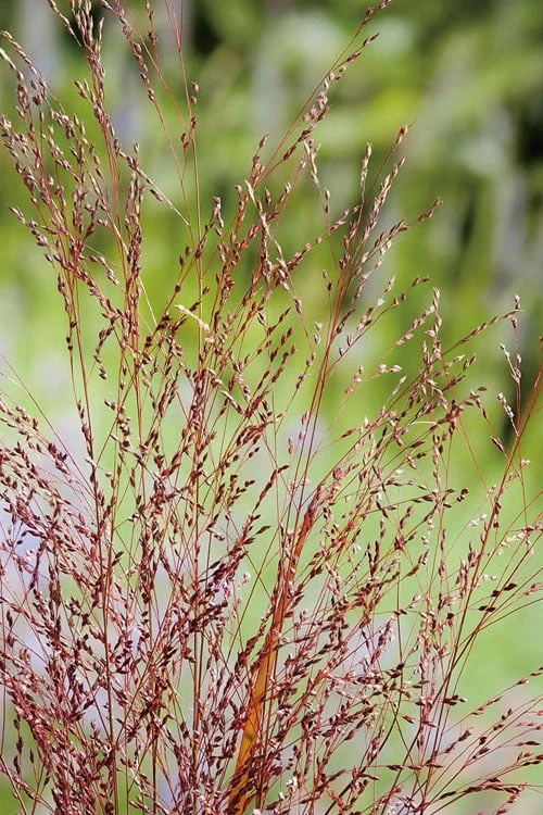 Squaw Switch Grass (Panicum Virgatum) - 6 Pack Of 1 Gallon Pots 5 Squaw Switch Grass (Panicum Virgatum) - 6 Pack Of 1 Gallon Pots - Image 5