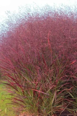 Squaw Switch Grass (Panicum Virgatum) - 6 Pack Of 1 Gallon Pots