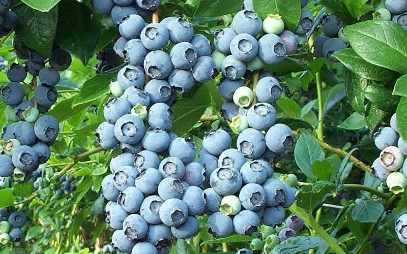 Brightwell Rabbiteye Blueberry - 6 Pack Of 1 Gallon Pots 4 Brightwell Rabbiteye Blueberry - 6 Pack Of 1 Gallon Pots - Image 4