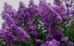 Twilight Purple Crape Myrtle - 3 Gallon Pot -Blossom Grove Store picture crape myrtle twilight 1 5