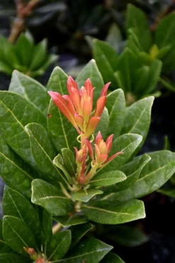 Southern Lady Pieris - 3 Gallon Pot -Blossom Grove Store pieris japonica southern lady 2