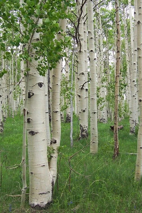 Quaking Aspen Tree (Populus Tremuloides) - 3 Gallon Pot 3 Quaking Aspen Tree (Populus Tremuloides) - 3 Gallon Pot - Image 3