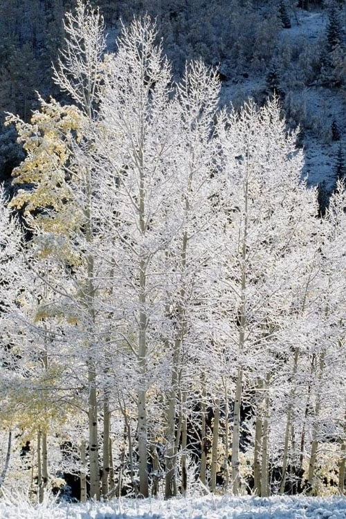 Quaking Aspen Tree (Populus Tremuloides) - 3 Gallon Pot 8 Quaking Aspen Tree (Populus Tremuloides) - 3 Gallon Pot - Image 8
