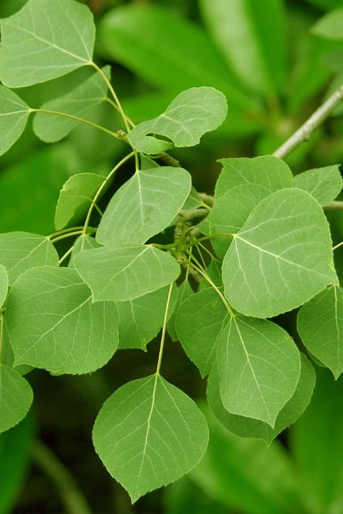 Quaking Aspen Tree (Populus Tremuloides) - 3 Gallon Pot 4 Quaking Aspen Tree (Populus Tremuloides) - 3 Gallon Pot - Image 4