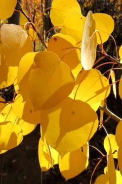 Quaking Aspen Tree (Populus Tremuloides) - 3 Gallon Pot 25 Quaking Aspen Tree (Populus Tremuloides) - 3 Gallon Pot -Blossom Grove Store populus tremuloides quaking aspen tree 3