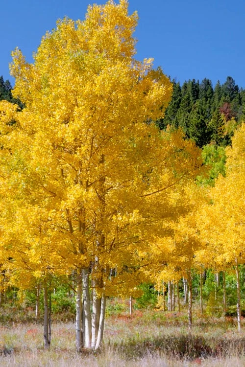 Quaking Aspen Tree (Populus Tremuloides) - 3 Gallon Pot 5 Quaking Aspen Tree (Populus Tremuloides) - 3 Gallon Pot - Image 5