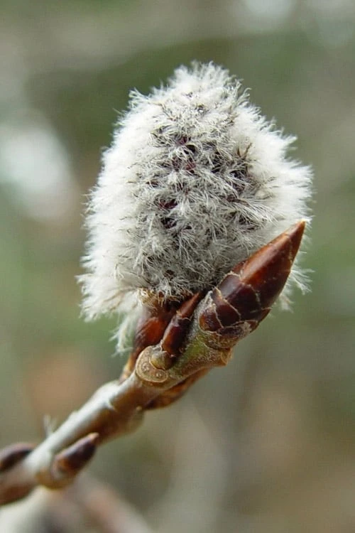 Quaking Aspen Tree (Populus Tremuloides) - 3 Gallon Pot 7 Quaking Aspen Tree (Populus Tremuloides) - 3 Gallon Pot - Image 7