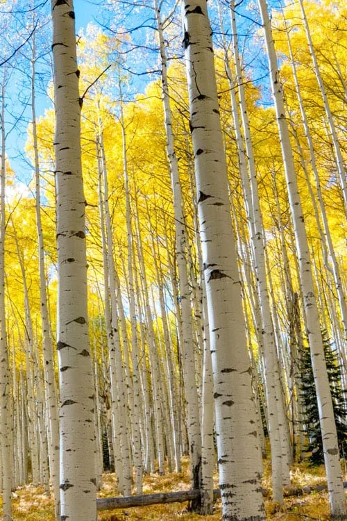 Quaking Aspen Tree (Populus Tremuloides) - 3 Gallon Pot 11 Quaking Aspen Tree (Populus Tremuloides) - 3 Gallon Pot - Image 11