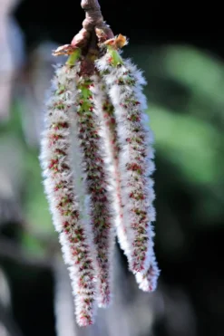 Quaking Aspen Tree (Populus Tremuloides) - 3 Gallon Pot 18 Quaking Aspen Tree (Populus Tremuloides) - 3 Gallon Pot -Blossom Grove Store populus tremuloides quaking aspen tree 8