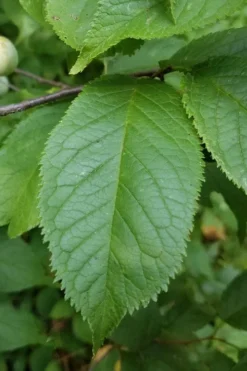 American Wild Plum Tree (Prunus Americana) - 1 Gallon Pot -Blossom Grove Store prunus americana american wild plum tree 10