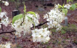 American Wild Plum Tree (Prunus Americana) - 1 Gallon Pot -Blossom Grove Store prunus americana american wild plum tree 11