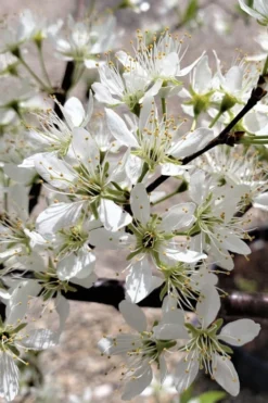 American Wild Plum Tree (Prunus Americana) - 1 Gallon Pot -Blossom Grove Store prunus americana american wild plum tree 5
