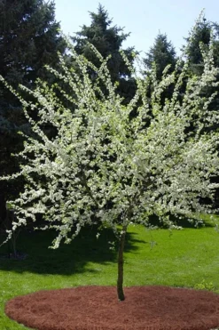 American Wild Plum Tree (Prunus Americana) - 1 Gallon Pot -Blossom Grove Store prunus americana american wild plum tree 9