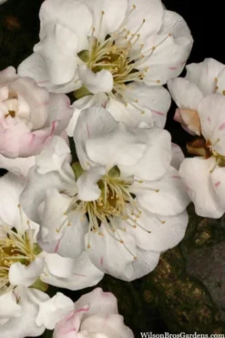 Fragrant Snow Japanese Flowering Apricot (Prunus Mume) - 3 Gallon Pot -Blossom Grove Store prunus mume fragrant snow japanese flowering apricot 2 1