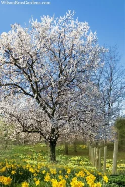 Fragrant Snow Japanese Flowering Apricot (Prunus Mume) - 2 Gallon Pot -Blossom Grove Store prunus mume fragrant snow japanese flowering apricot 7