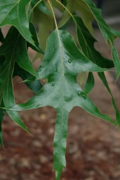 Southern Red Oak Tree (Quercus Falcata) - 1 Gallon Pot