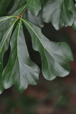 Water Oak Tree (Quercus Nigra) - 3 Gallon Pot
