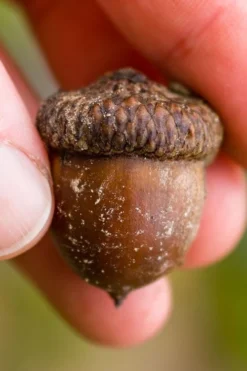 Shumard Red Oak Tree (Quercus Shumardii) - 3 Gallon Pot -Blossom Grove Store quercus shumardii shumard red oak 5