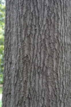 Shumard Red Oak Tree (Quercus Shumardii) - 3 Gallon Pot -Blossom Grove Store quercus shumardii shumard red oak 6