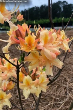 Al Curry Azalea (Rhododendron) - 3 Gallon Pot -Blossom Grove Store rhododendron al curry 2