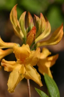 Appalachian Gold Aromi Azalea (Rhododendron Hybrid) - 3 Gallon Pot -Blossom Grove Store rhododendron appalachian gold azalea 102
