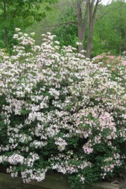 Coastal Azalea (Rhododendron Atlanticum) - 3 Gallon Pot -Blossom Grove Store rhododendron atlanticum coastal azalea 1