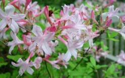Coastal Azalea (Rhododendron Atlanticum) - 3 Gallon Pot -Blossom Grove Store rhododendron atlanticum coastal azalea 7