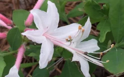 Coastal Azalea (Rhododendron Atlanticum) - 3 Gallon Pot -Blossom Grove Store rhododendron atlanticum coastal azalea 8