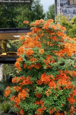 Golden Eagle Azalea (Rhododendron) - 3 Gallon Pot -Blossom Grove Store rhododendron golden eagle azalea 7