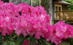 Holden Rhododendron - 3 Gallon Pot -Blossom Grove Store rhododendron holden 10