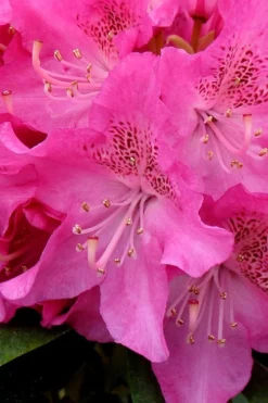 Holden Rhododendron - 3 Gallon Pot -Blossom Grove Store rhododendron holden 11