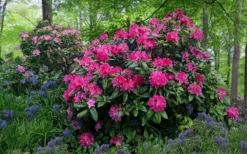 Holden Rhododendron - 3 Gallon Pot -Blossom Grove Store rhododendron holden 20