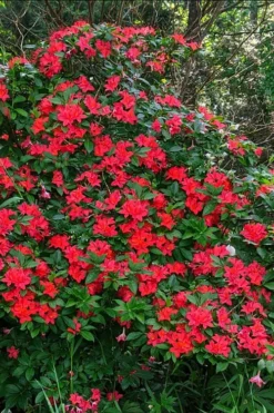 Plum Leaf Native Azalea (Rhododendron Prunifolium) - 3 Gallon Pot -Blossom Grove Store rhododendron prunifolium plum leaf azalea 5