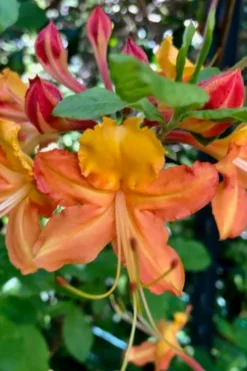 Verdie Sommerville Azalea (Rhododendron) - 3 Gallon Pot -Blossom Grove Store rhododendron verdie sommerville azalea 1