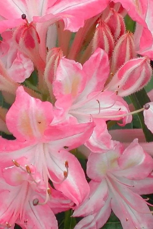Ribbon Candy Swamp Azalea (Rhododendron Viscosum) - 2 Gallon Pot 4 Ribbon Candy Swamp Azalea (Rhododendron Viscosum) - 2 Gallon Pot - Image 4