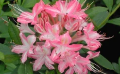 Ribbon Candy Swamp Azalea (Rhododendron Viscosum) - 2 Gallon Pot 10 Ribbon Candy Swamp Azalea (Rhododendron Viscosum) - 2 Gallon Pot -Blossom Grove Store rhododendron viscosum ribbon candy swamp azalea 3