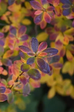 Swamp Azalea (Rhododendron Viscosum) - 1 Gallon Pot -Blossom Grove Store rhododendron viscosum swamp azalea 2