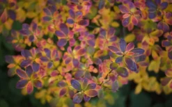 Ribbon Candy Swamp Azalea (Rhododendron Viscosum) - 2 Gallon Pot 11 Ribbon Candy Swamp Azalea (Rhododendron Viscosum) - 2 Gallon Pot -Blossom Grove Store rhododendron viscosum swamp azalea 3