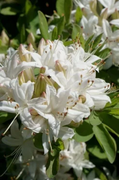 Swamp Azalea (Rhododendron Viscosum) - 1 Gallon Pot -Blossom Grove Store rhododendron viscosum swamp azalea 5