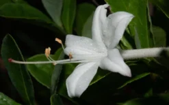Swamp Azalea (Rhododendron Viscosum) - 1 Gallon Pot -Blossom Grove Store rhododendron viscosum swamp azalea 8