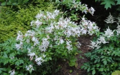 Swamp Azalea (Rhododendron Viscosum) - 1 Gallon Pot -Blossom Grove Store rhododendron viscosum swamp azalea 9